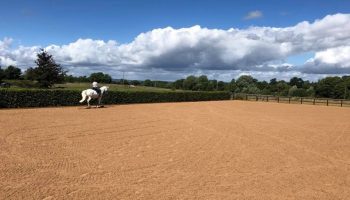 Completed Arena with Horse