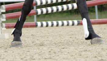 Impact on Horse