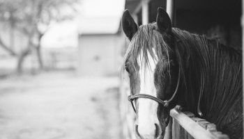 Grey-Horse-Stables