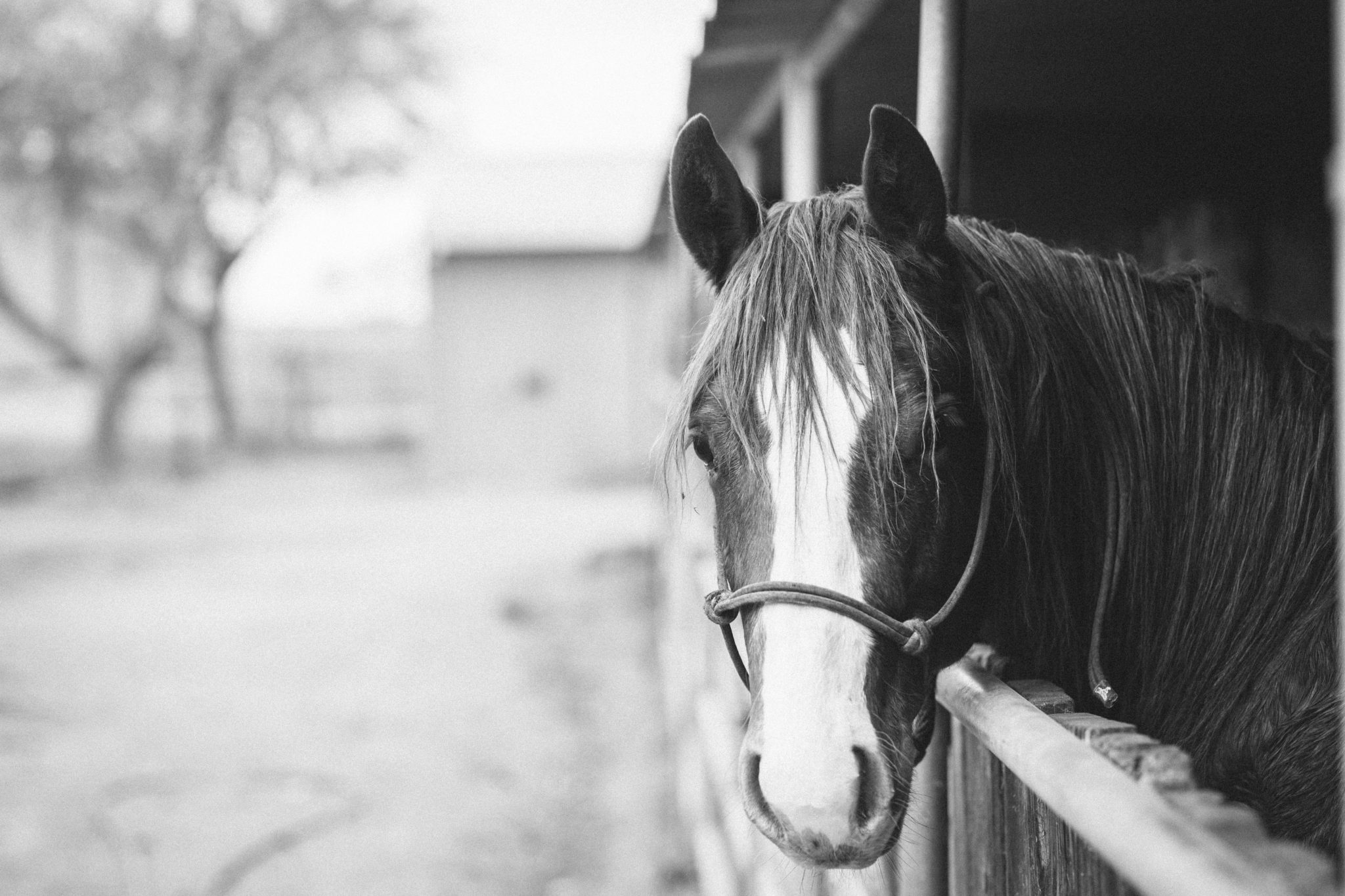 Grey-Horse-Stables