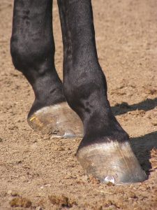 Hoof care