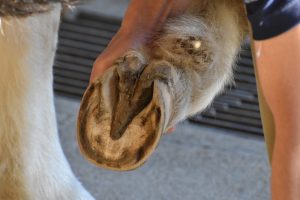 horse hoof health