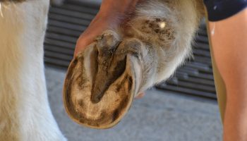 horse hoof health