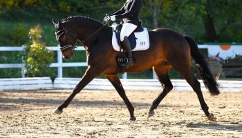 Dressage Image