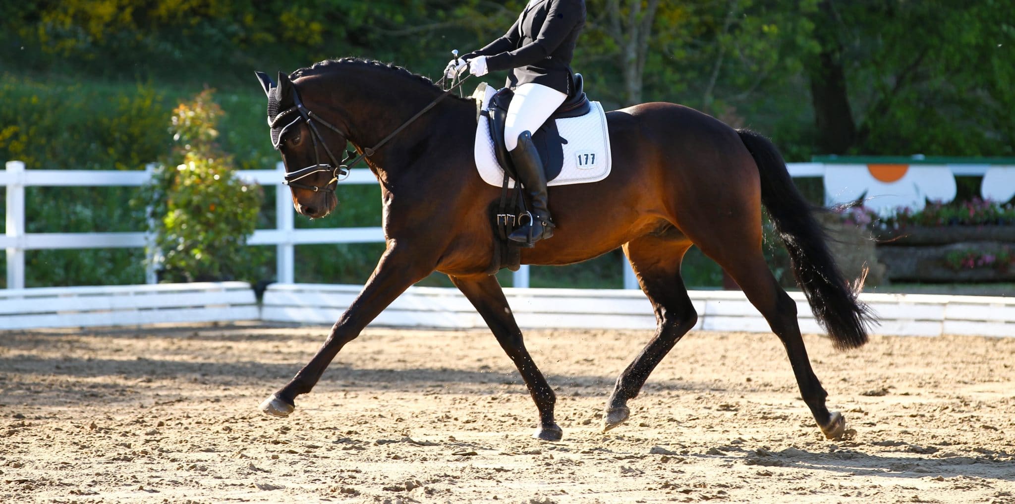 Dressage Image