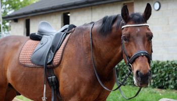 dressage-4189282_1920