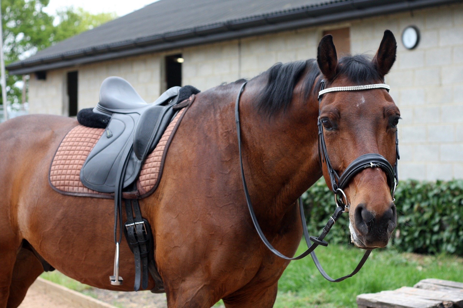 dressage-4189282_1920