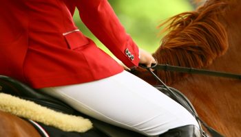 horse-3165771_1920
