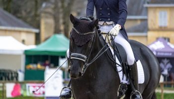horse-4114146_1920
