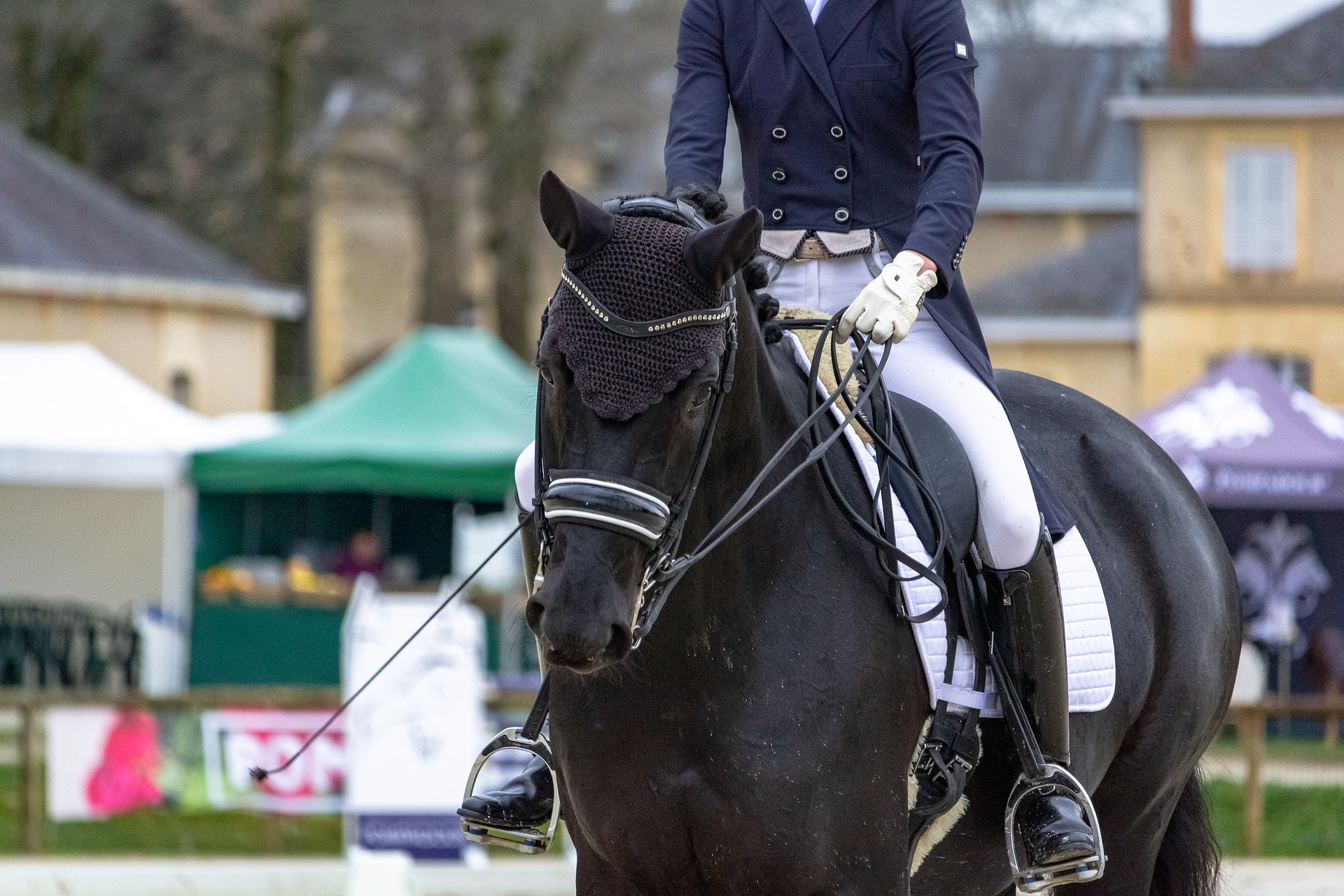 horse-4114146_1920