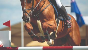 Showjumping Blog Image
