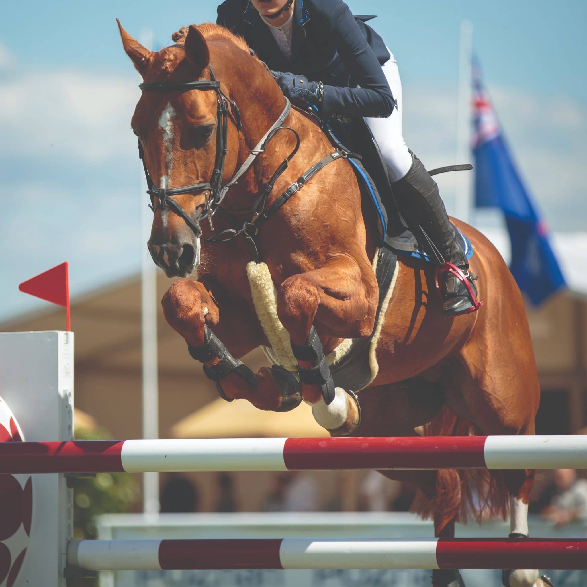 Showjumping Blog Image