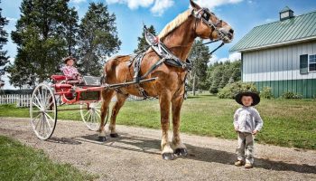 Horsey world records - Big Jake