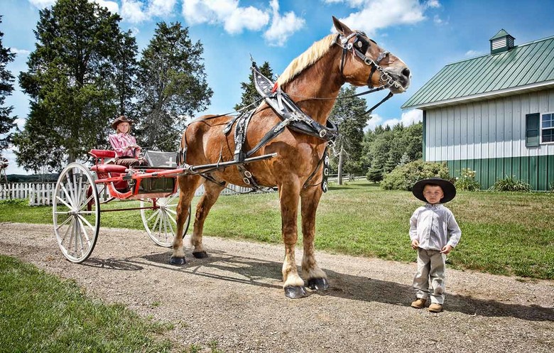 tallest horse ever recorded