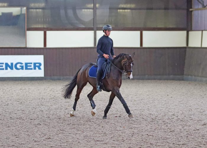 dressage2