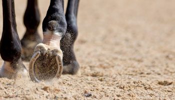 equestrian-surfaces-ltd-01