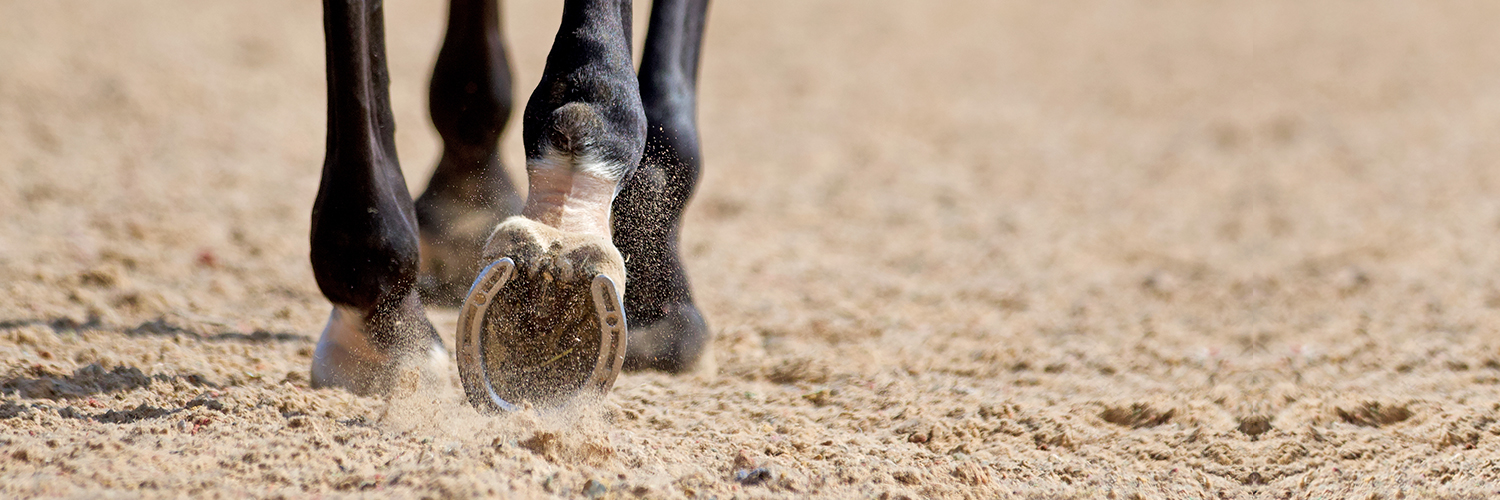 equestrian-surfaces-ltd-01