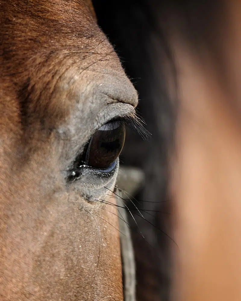 equestrian-surfaces-ltd-02