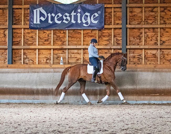 equestrian-surfaces-ltd-discipline-dressage-aspect-ratio-255-200