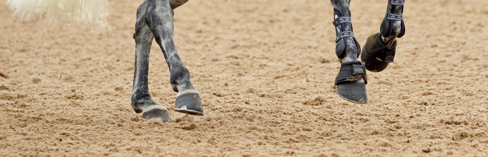 equestrian-surfaces-ltd-surfaces-01-scaled-aspect-ratio-1700-550