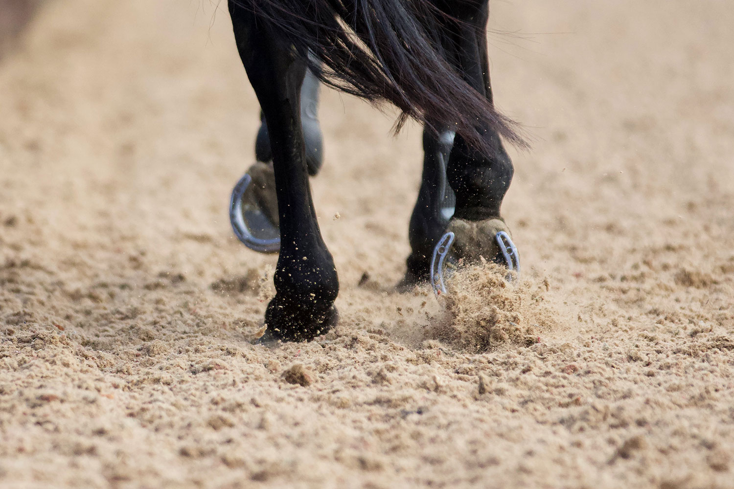 equestrian-surface-range