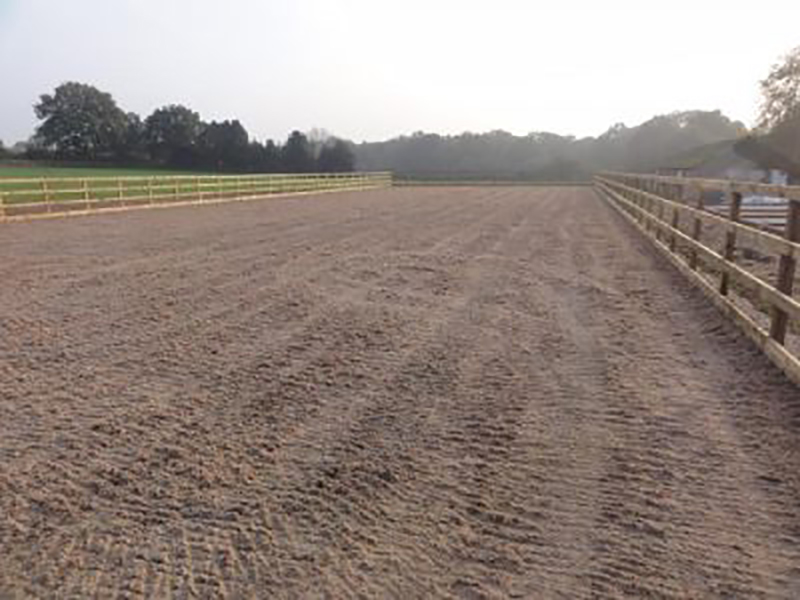 para-dressage