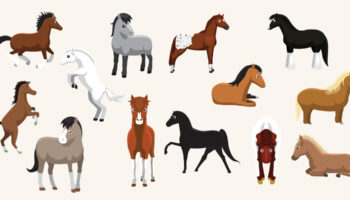 popular horse breeds