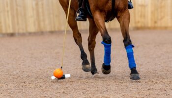 Arena Polo