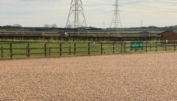 World Horse Welfare
