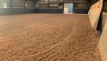 World Horse Welfare