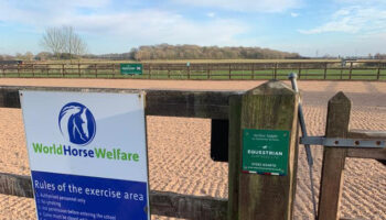 World Horse Welfare