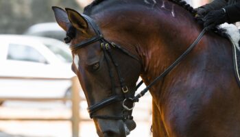 Dressage Championships