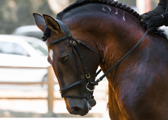 Dressage Championships