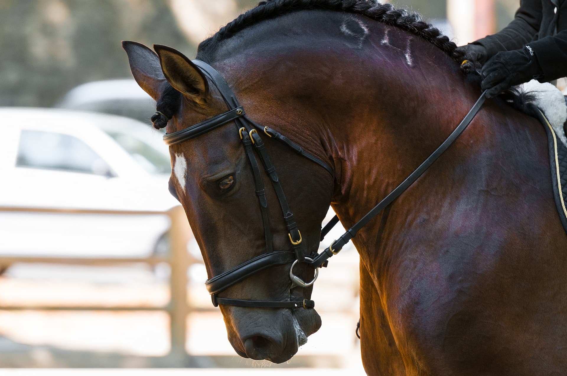 Dressage Championships