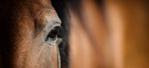 Ukraine and World Horse Welfare