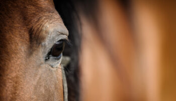 Ukraine and World Horse Welfare