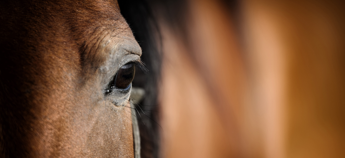 Ukraine and World Horse Welfare