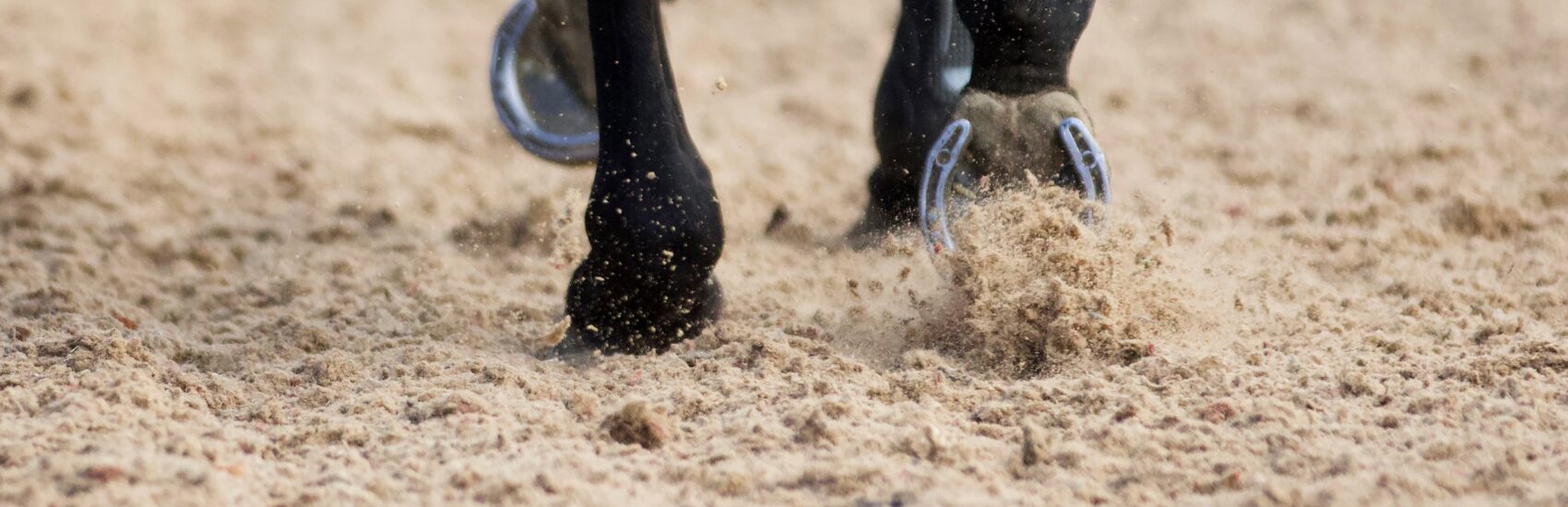 equestrian-impact-statement-hero