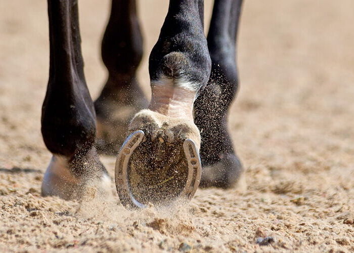 equestrian-surfaces-ltd-01-1-aspect-ratio-600-400