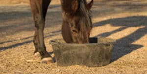 Feeding your horse this winter