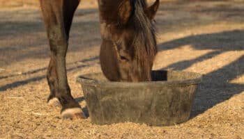 Feeding your horse this winter