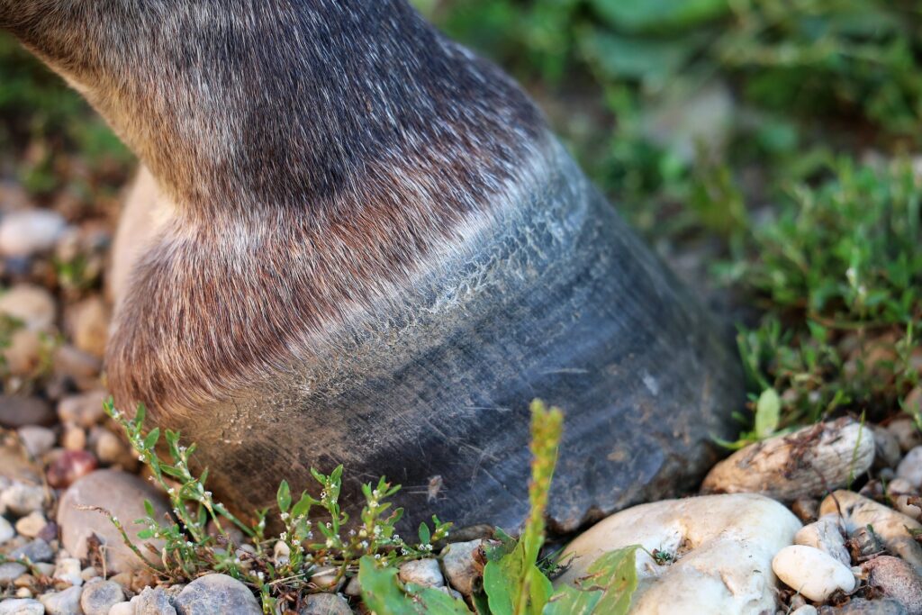 horse hoof anatomy