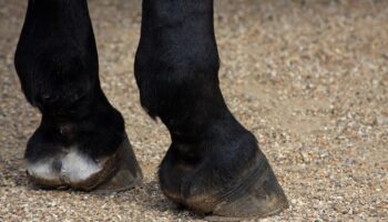 Horse Hoof Anatomy