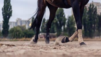 A photograph of a horse running on an equestrian surface
