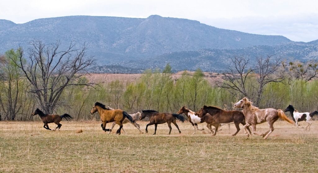 a photograph of some wild horses