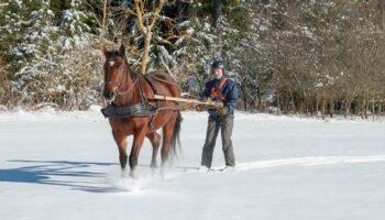 Skijoring