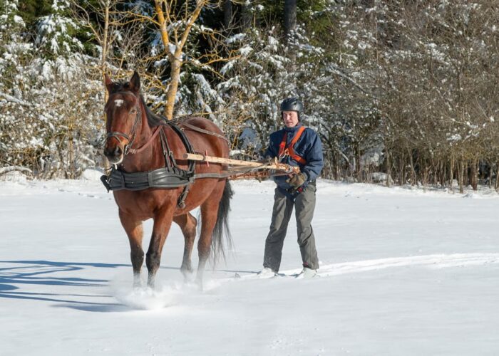 Skijoring