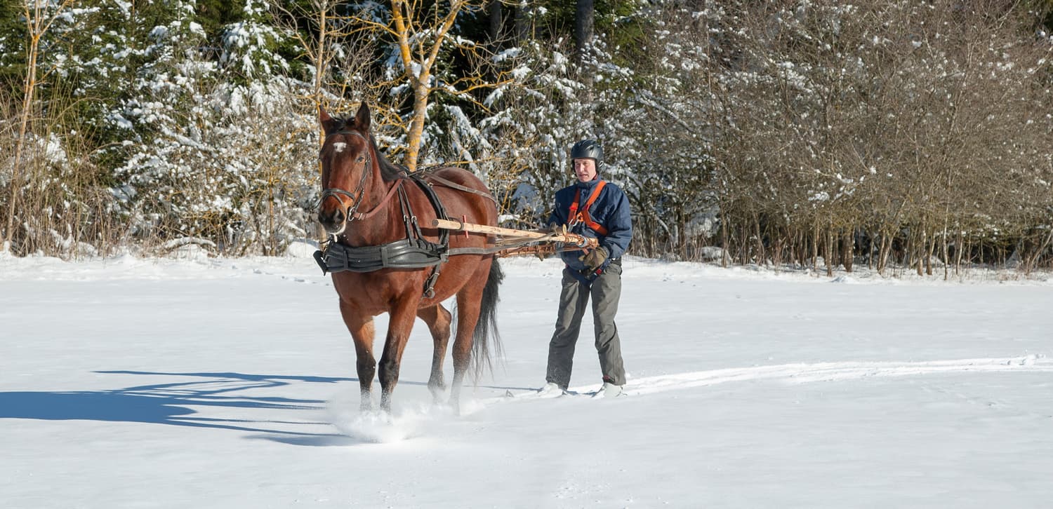 Skijoring
